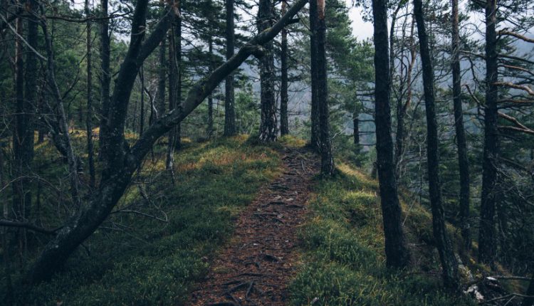 adventure-forest-nature-4029-824×550