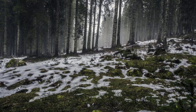 forest-nature-snow-4058-824×550